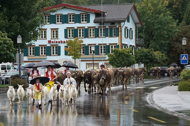 Backpacking in der Schweiz - Kultur und Tiere